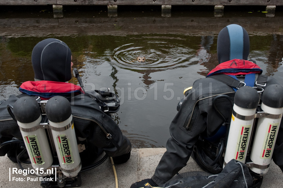 w-2011-05-15 01 Zeehond in Leidschendam