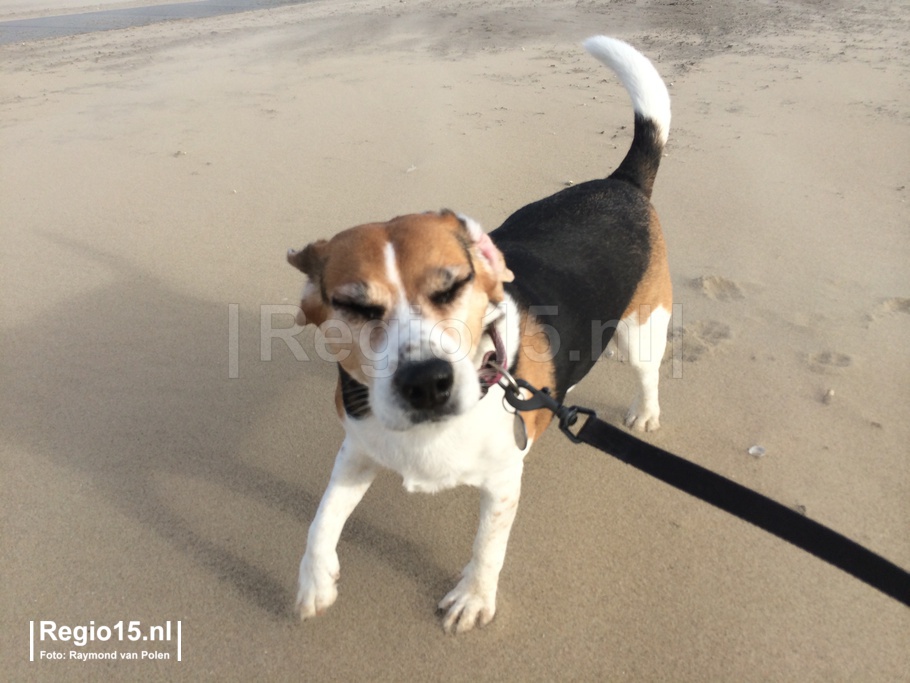 w-fotohond