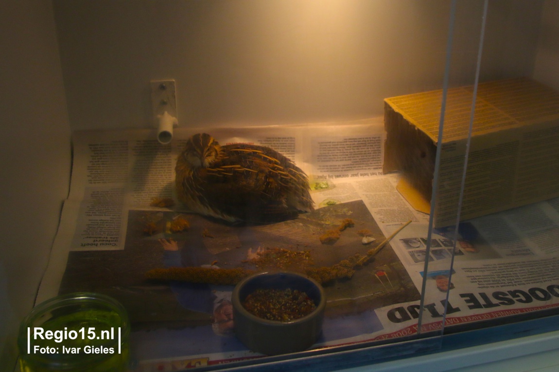 w Dierenambu 15